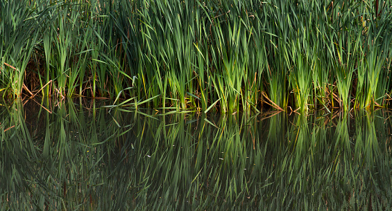 Bright green reeds reflected in a lake. It was a nice lake. I imagine it still is.