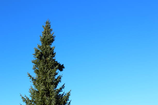 голубая ель (picea pungens) на фоне голубого неба с копировальной площадью - spruce tree colorado blue blue spruce стоковые фото и изображения