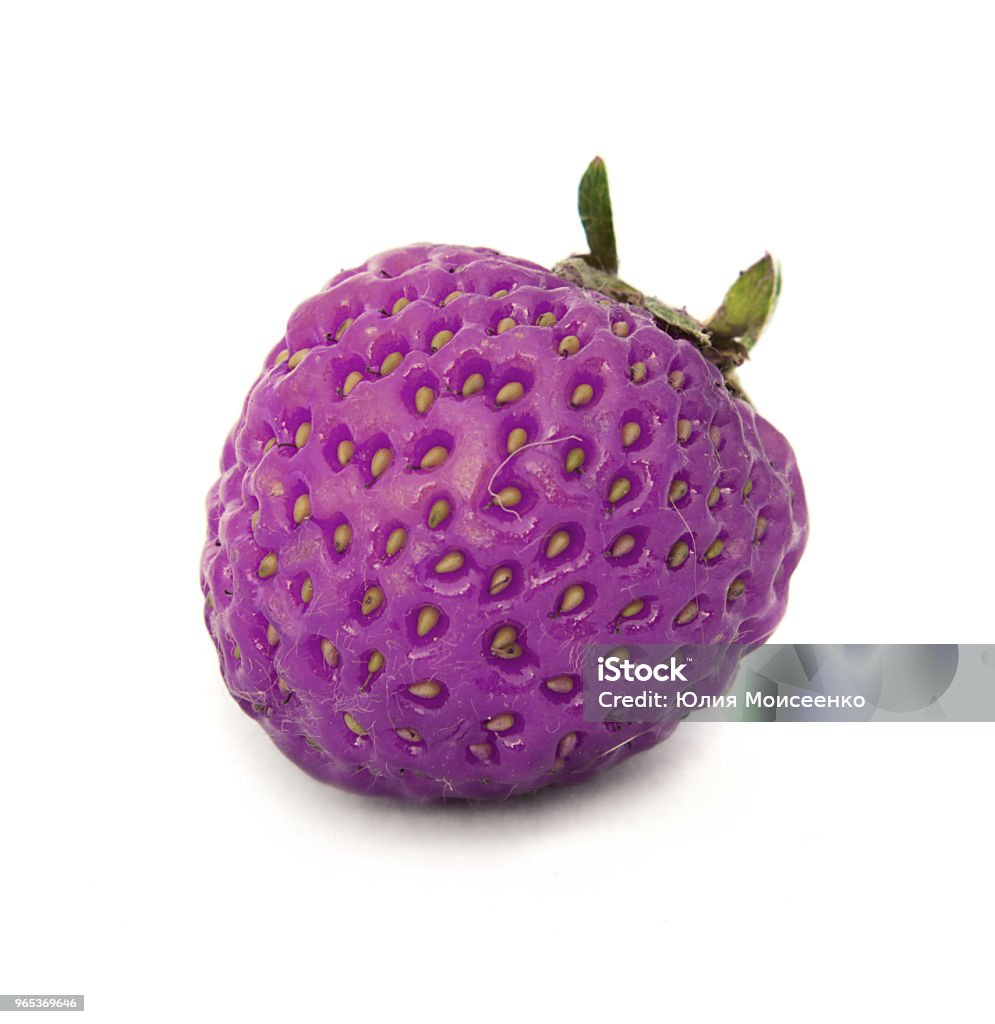 beautiful, ripe, large bright strawberry on the isolated background. Isolate lilac, purple Strawberry. beautiful, ripe, large bright strawberry on the isolated background. Isolate lilac, purple Strawberry. bright red berry Agriculture Stock Photo