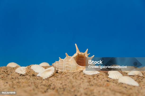 Photo libre de droit de Fond Minimaliste Représentant Lété Avec Des Lunettes De Palourdes Escargots Et Sable Sur Céleste banque d'images et plus d'images libres de droit de Abstrait