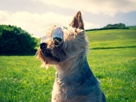 Yorkshire terrier with sunglasses enjoying a good sunny spring day