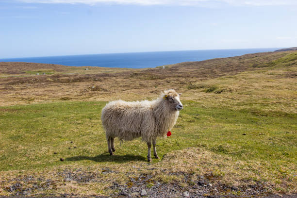 istock Wildlife in the Faroe Islands 965380014
