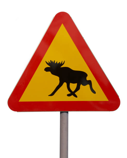 istock RED AND YELLOW MOOSE TRAFFIC SIGN 965380726