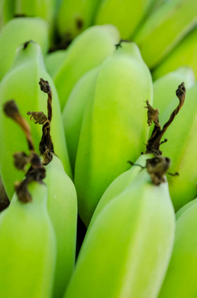 istock Fresh Green Plantain Banana Bunch Full Frame 965384134