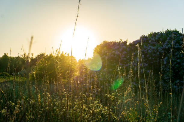 istock Idyllic sunset in Bornholm, Denmark on a day in summer 965384386