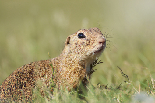 Ground Squirrel caught in tall grass. He's just looking for food.