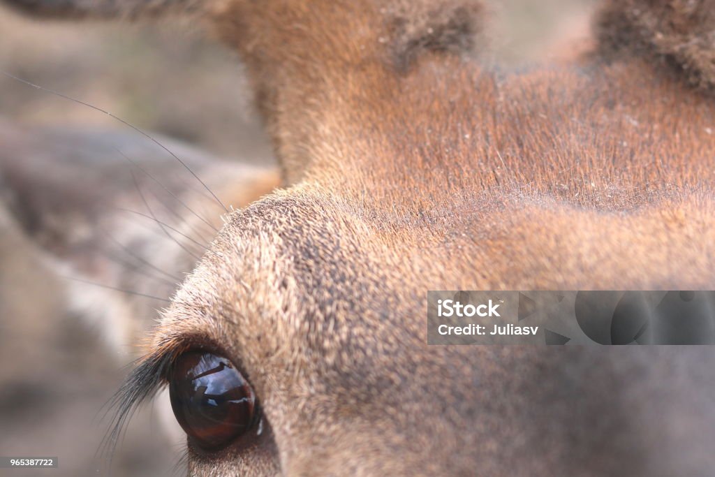 eye of deer looks into camera eye of deer looks into camera, head of young deer close-up Animal Stock Photo