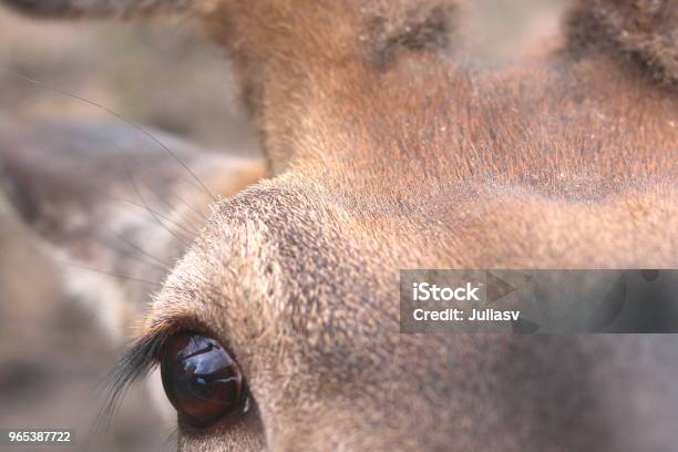 Eye Of Deer Looks Into Camera Stock Photo - Download Image Now - Animal, Animal Body Part, Animal Head