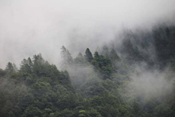 istock foggy clouds rising from dark alpine mountain forest 965387906