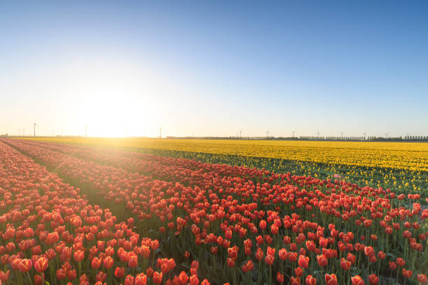 istock Fields of blooming red tulip flowers during spring in Holland 965388598
