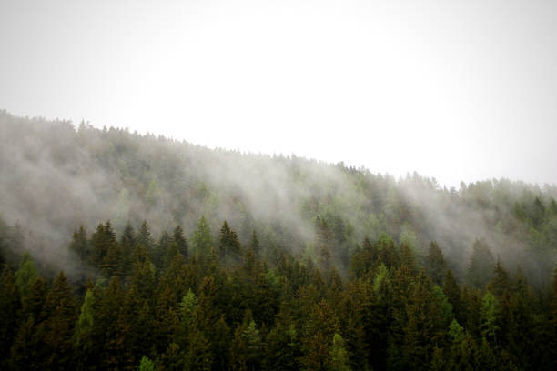 istock foggy clouds rising from dark alpine mountain forest 965393278