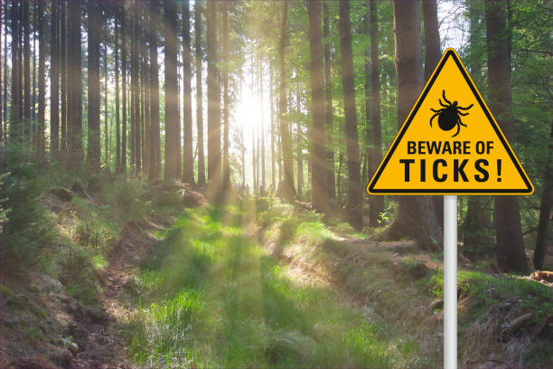 Attention beware of ticks Yellow warning sign "beware of ticks" at a sunny clearing in the forest lyme disease photos stock pictures, royalty-free photos & images