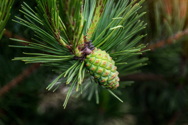 Paws Christmas trees are decorated with bright colorful buds, a beautiful spruce forest. Christmas tree