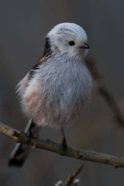 istock long-tailed tit Aegithalos caudatus 965397274