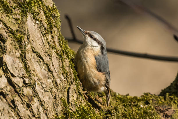 istock Eurasian or wood nuthatch Sitta europaea 965397482