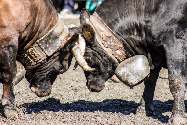 Festival tipic of Switzerland with famales bulls for fight