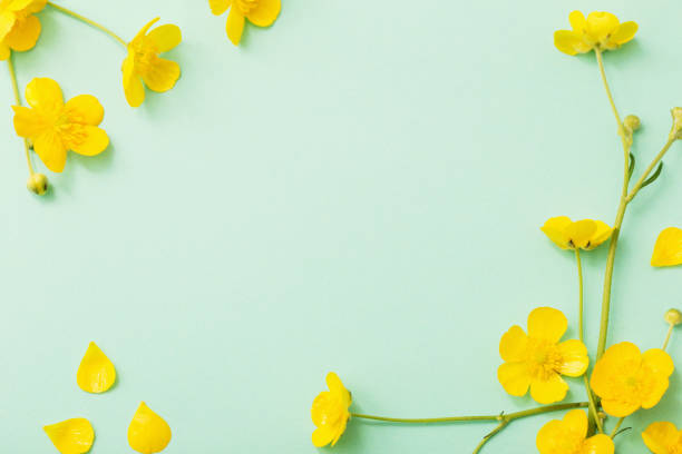 istock yellow buttercups on green paper background 965400306