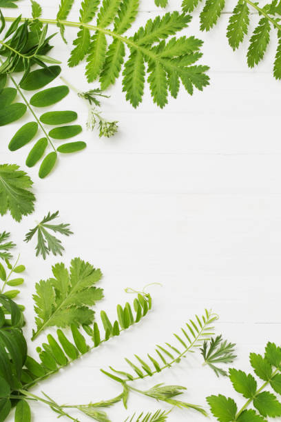 istock green leaves on white wooden background 965400330
