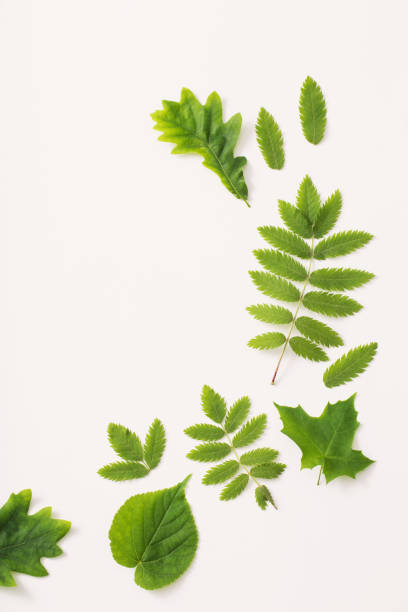 istock green leaves on paper background 965400348