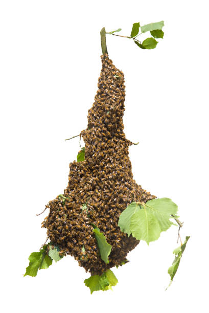 rój pszczół wyizolowanych - pszczoły miodne w dużej liczbie na gałęzi drzewa na białym tle - swarm of bees zdjęcia i obrazy z banku zdjęć