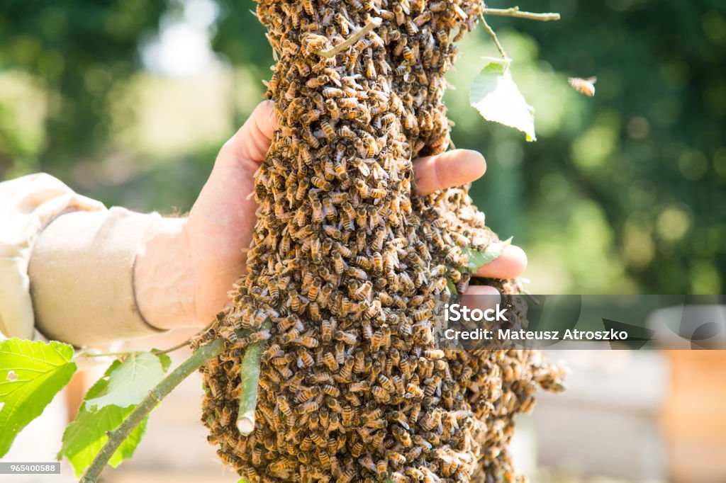 Big Branch Apiary