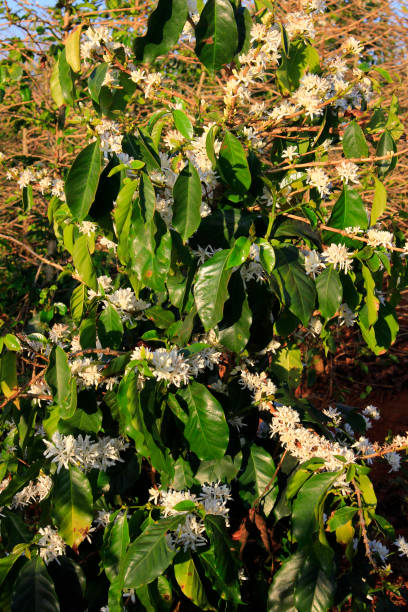 istock Coffee flower blossomming in cafe plantation 965400736