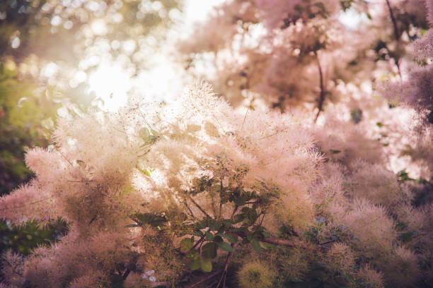 árvore de fumaça europeu no início do verão cotinus coggygria - european smoketree - fotografias e filmes do acervo