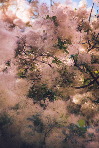 European smoke tree in the early summer Cotinus coggygria Fluffy pink smoke tree in the early summer Cotinus coggygria smoke bush blooming stock pictures, royalty-free photos & images