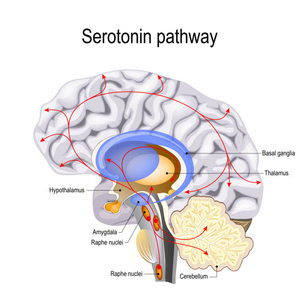 szlak serotoninowy - hypothalamus stock illustrations