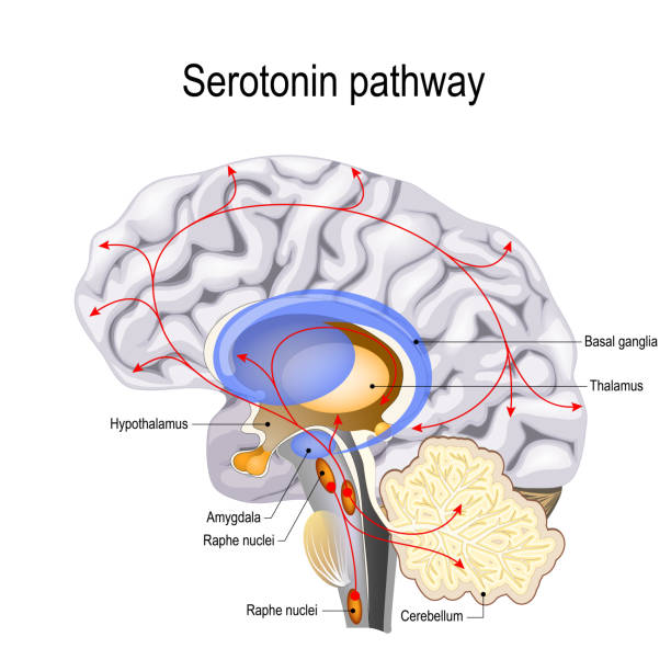Serotonin pathway Serotonin pathway. Humans brain with serotonin pathways. psychiatric and neurological disorders. thalamus illustrations stock illustrations