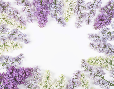 Floral frame made of spring lilac flowers isolated on white background. Top view with copy space. Flat lay.
