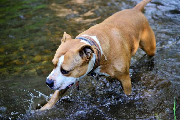 istock amstaff dog is refreshing on the creek water 965404538
