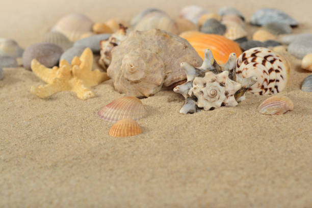 istock Starfishes and seashells close-up on a sand 965404998