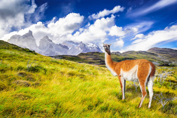 istock Torres del Paine, Patagonia, Chile 965405010