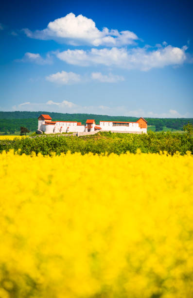 istock Rapeseed field, Feldioara fortress, Romania 965405172