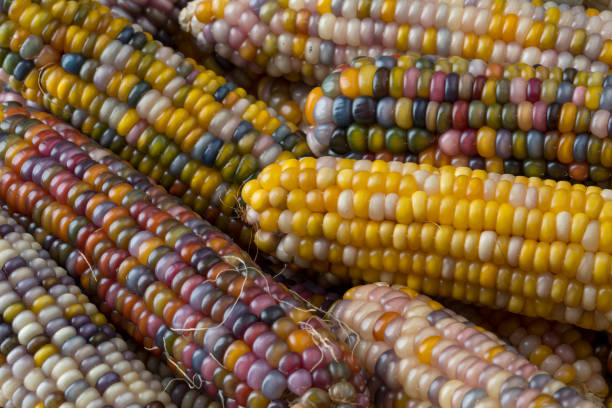 Close up of colorful gem glass corn on cob