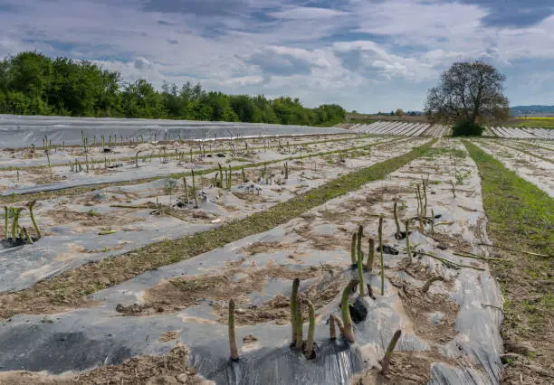 A fields with asparagus beds covered in black foil and a wonderful hill and forest landscape behind