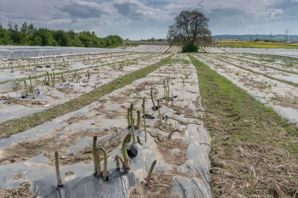 A fields with asparagus beds covered in black foil and a wonderful hill and forest landscape behind