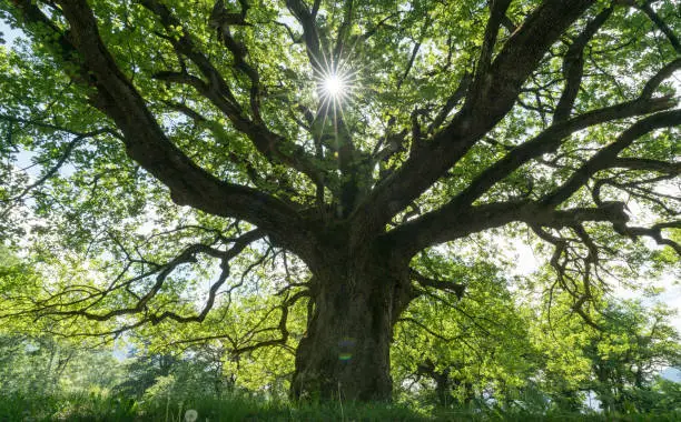 A majestic old oak giving shade to a spring meadow with the sun peeking through