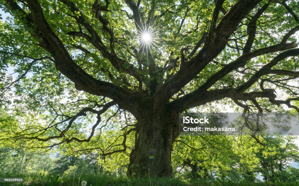majestoso velho carvalho dando sombra para um prado primavera com o sol a espreitar - Foto de stock de Árvore royalty-free