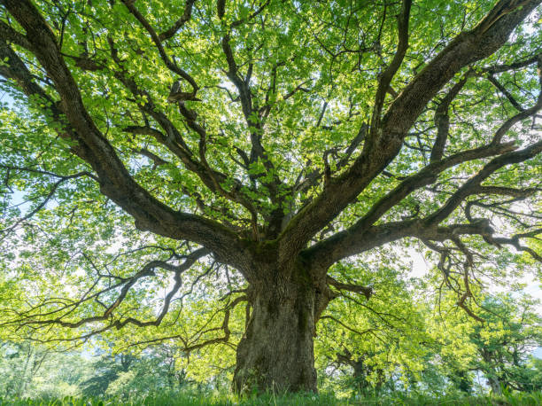istock majestic old oak giving shade to a spring meadow 965410002