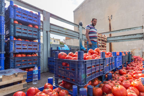 Unidentified Turkish man sells tomatoes in plastic crates stock photo