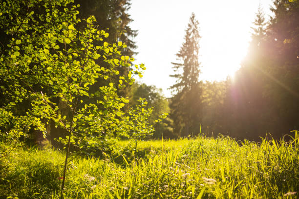 Thuringia, Germany: The evening sun shines on a clearing in a deciduous forest with beech trees.