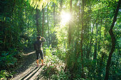 istock Rainforest of Dorrigo National Park, New South Wales, Australia 965413518