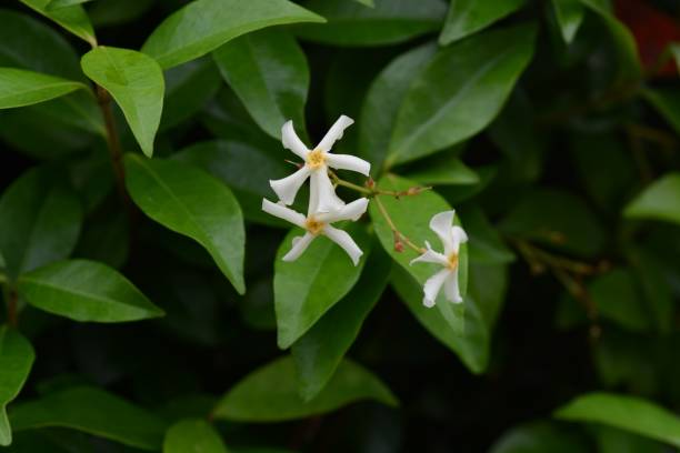 istock Trachelospermum asiaticum 965416744