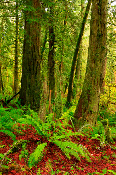 Pacific Northwest forest and Sword ferns a picture of an exterior Pacific Northwest forest with Sword ferns in summer sword fern stock pictures, royalty-free photos & images