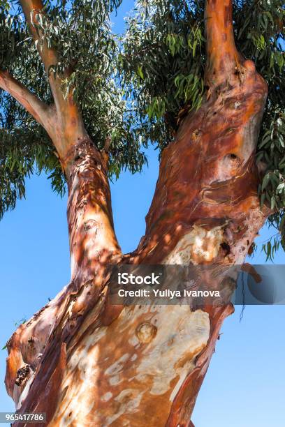 Photo libre de droit de Eucalyptus Sur Fond De Ciel Bleu Vue Dun Ascendant banque d'images et plus d'images libres de droit de Arbre
