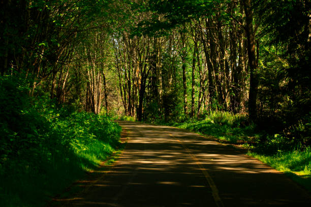 istock Pacific Northwest forest hiking trail 965417916