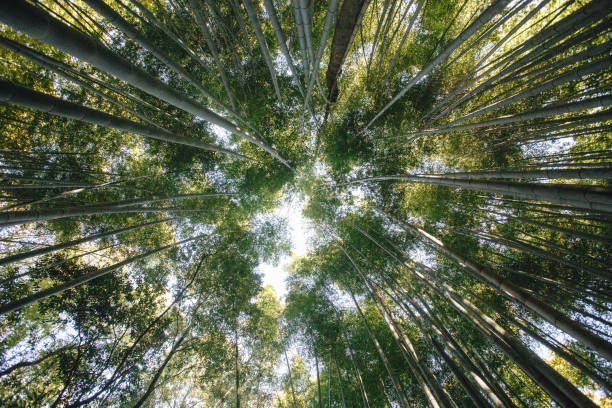 Bamboo Forest is a natural forest of bamboo located in Arashiyama, Kyoto, Japan. stock photo