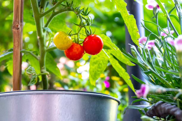 istock Vine tomatoes in the garden or at home 965421460